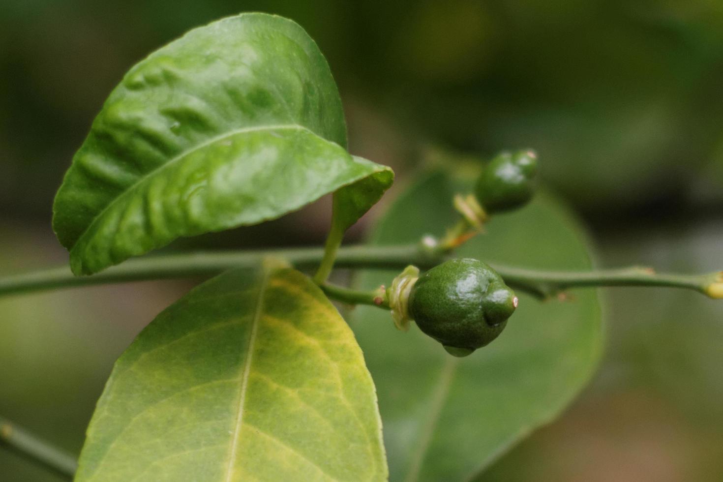 Baby Lemon Fruits photo