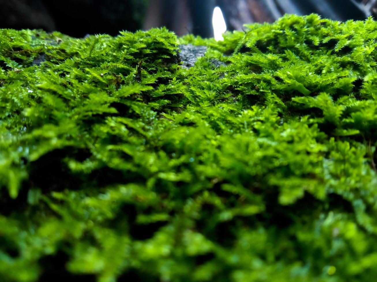 El musgo verde que creció cubre las piedras oxidadas del bosque. mostrar con vista macro. rocas llenas de musgo. foto