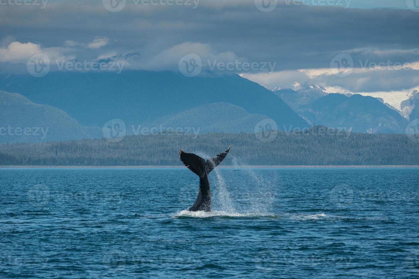 Lobtailing Humpback Whale photo