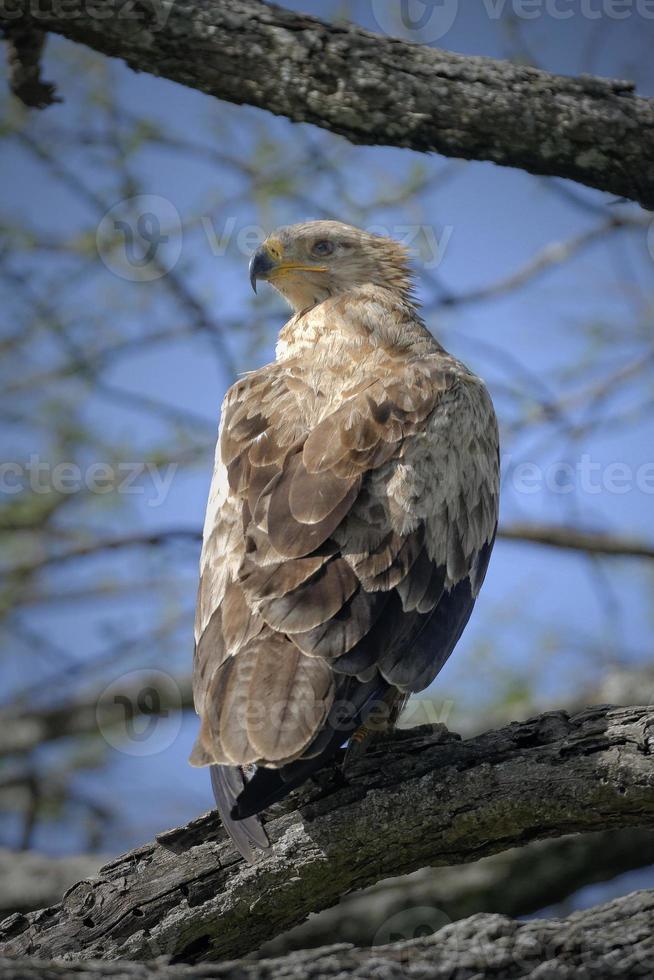 Tawny Eagle, Tanzania photo