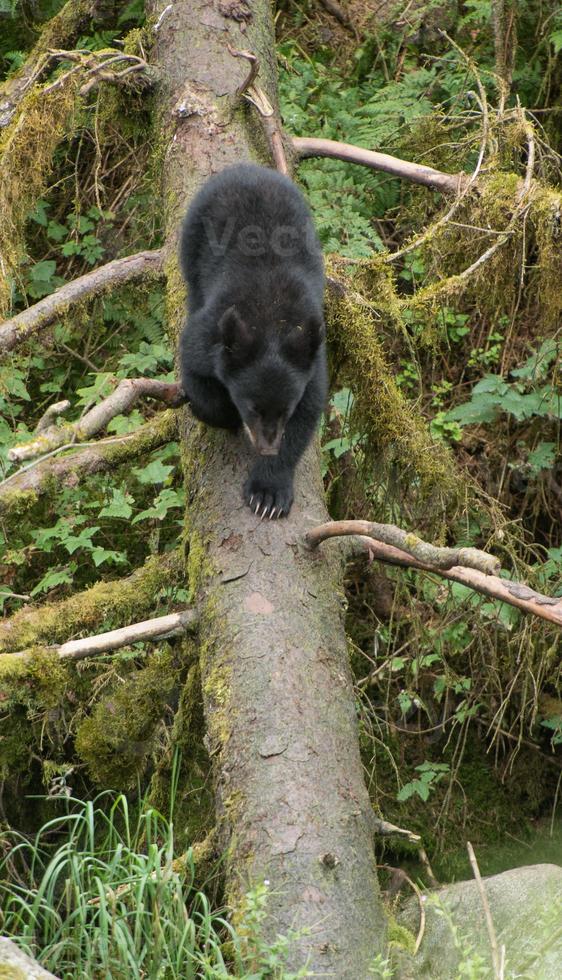 Black Bear Cub on Log, Anan Creek, Alaska photo