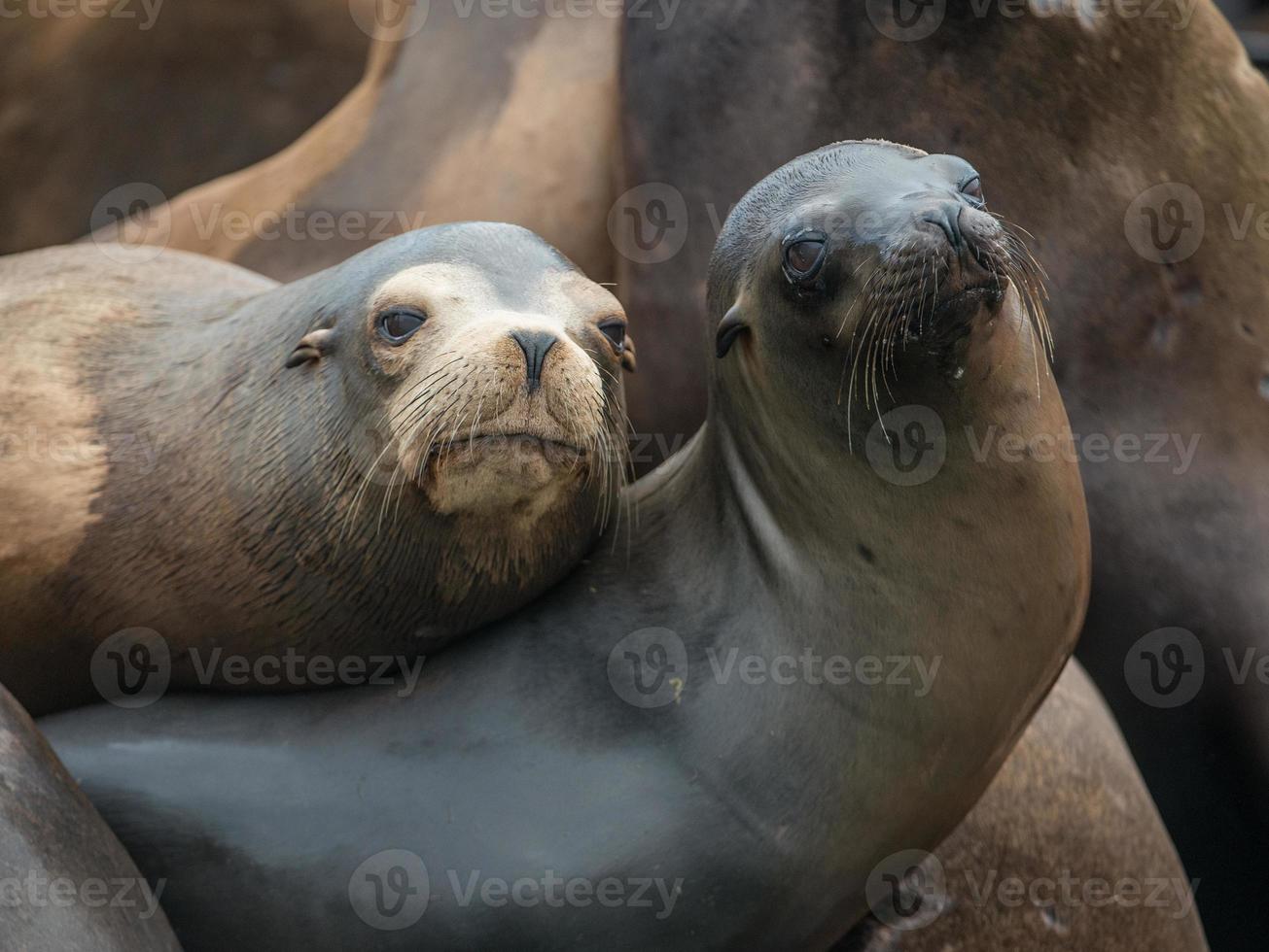 amigos del león marino de california foto