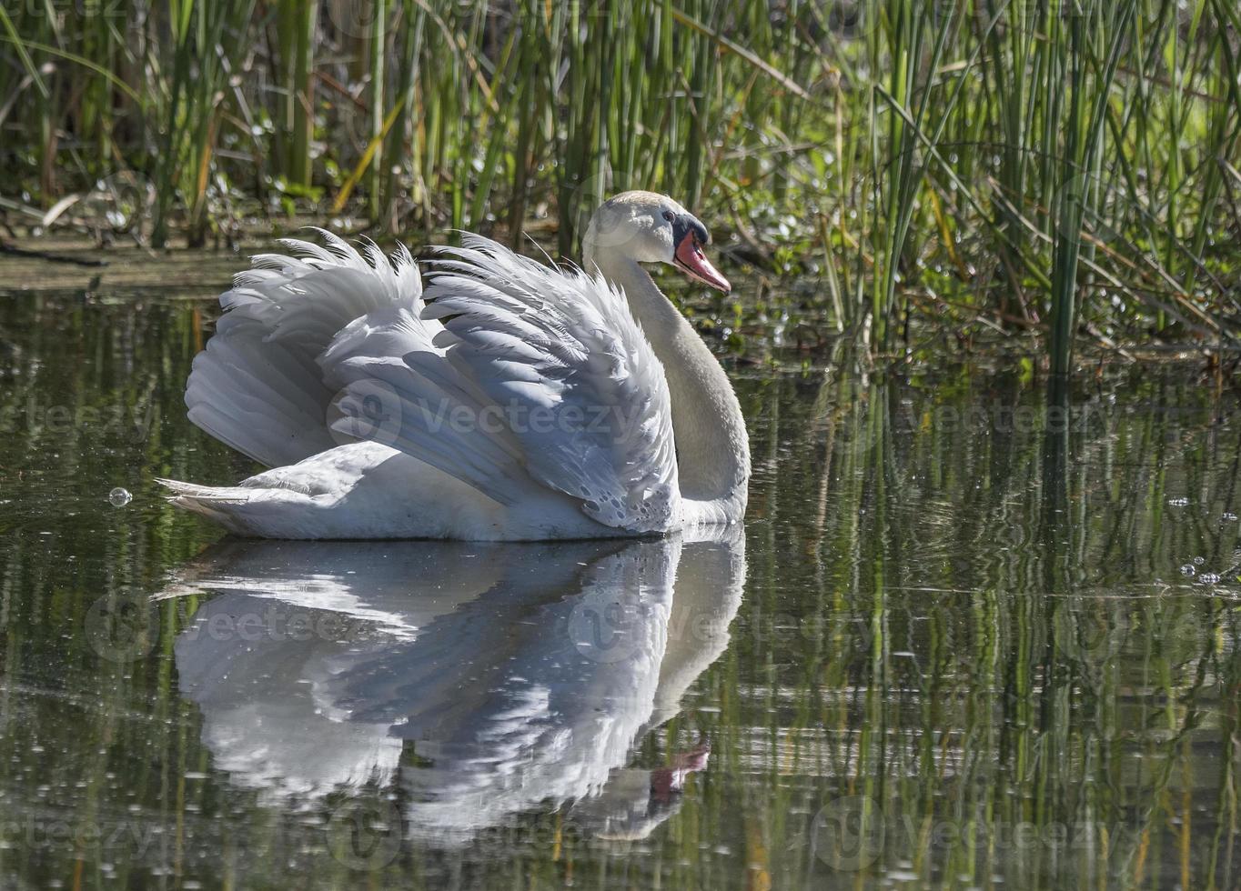 reflejo de cisne mudo foto