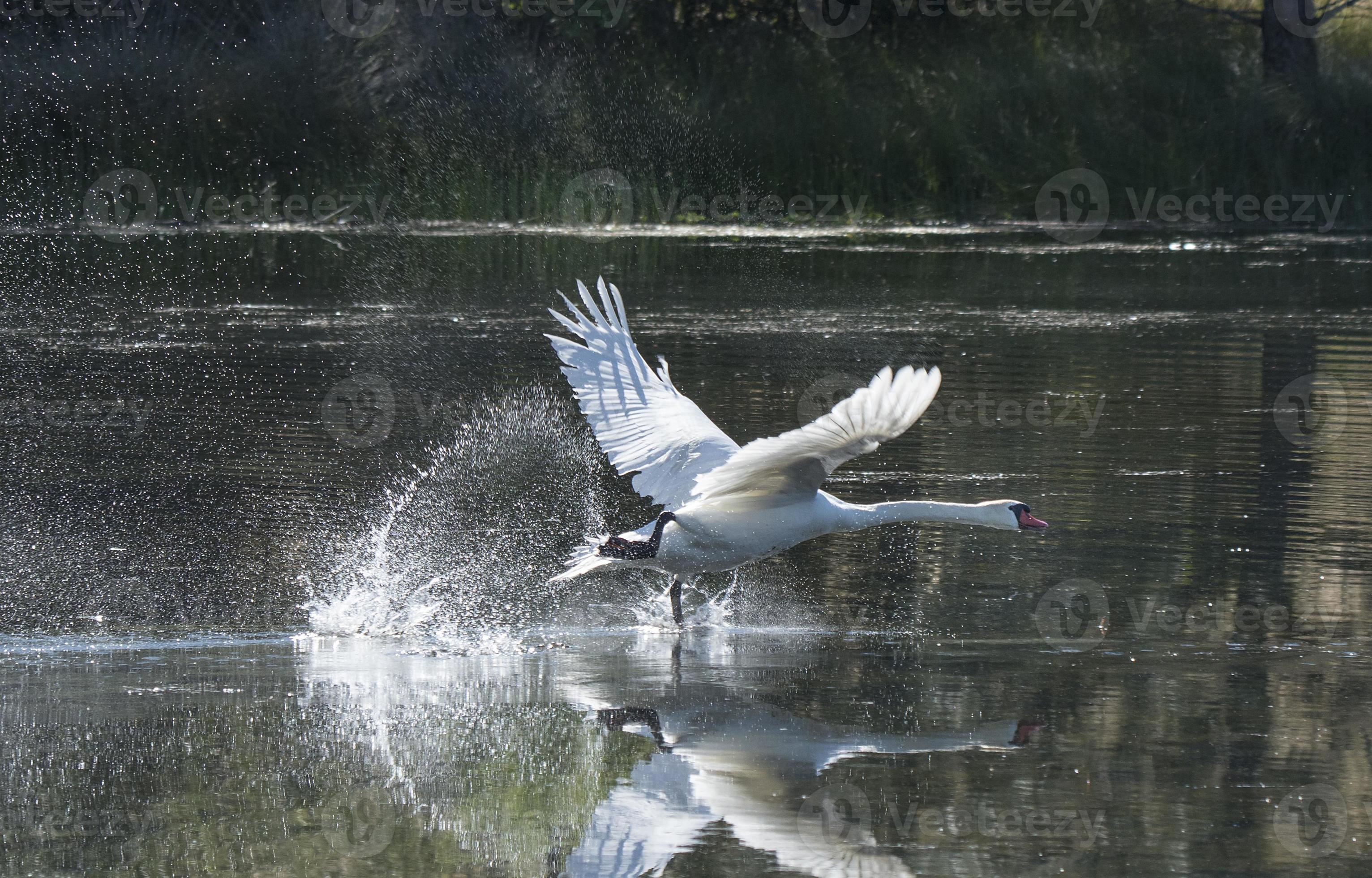 Mute Swan Take Off 4191007 Stock Photo at Vecteezy