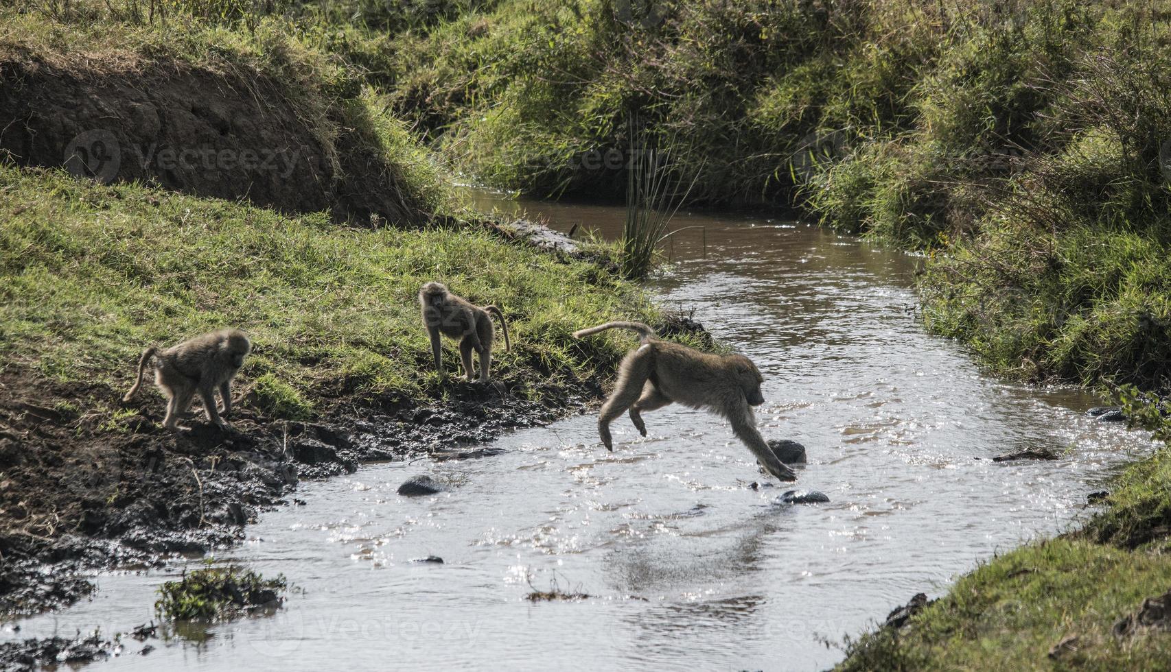 Baboon Leaping Across Stream, Ngorongoro Crater photo