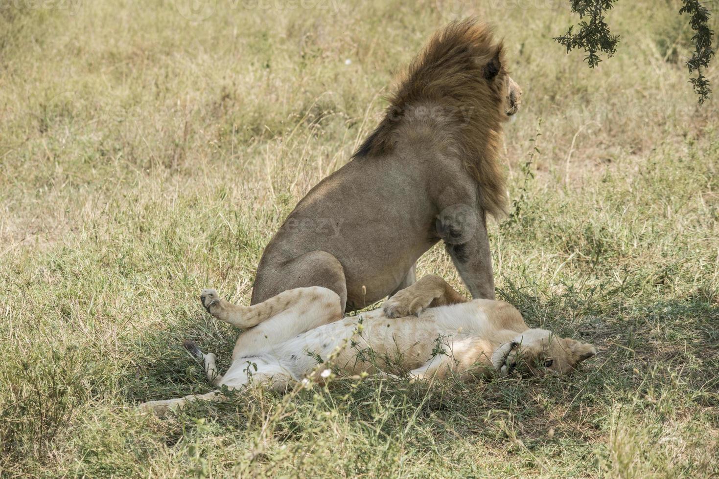 apareamiento de leones africanos foto