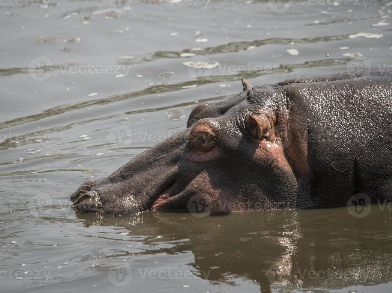 Sleeping Hippo in Serengeti photo