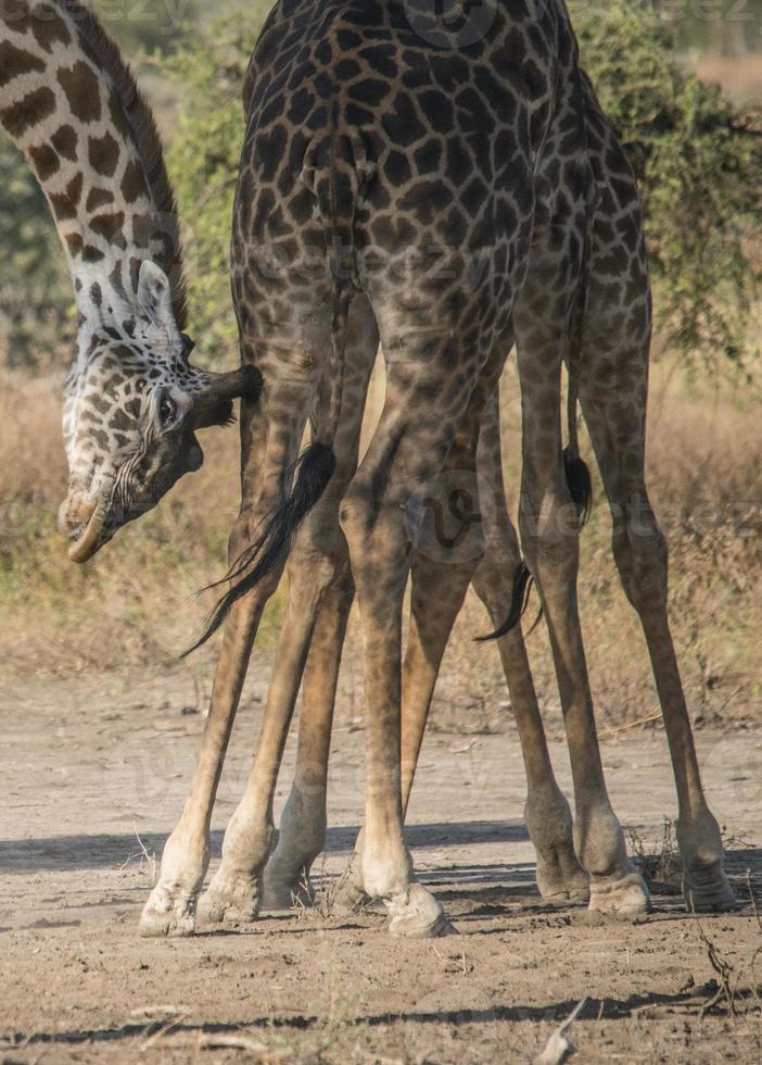 jirafa en tanzania foto