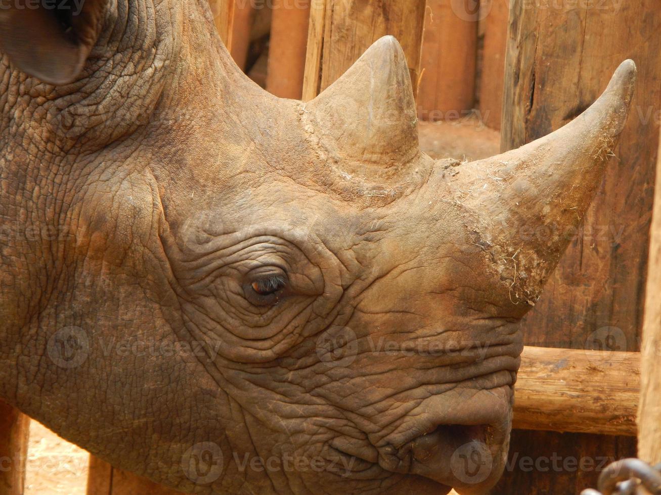 Baby Rhino in Nairobi Rescue Center photo