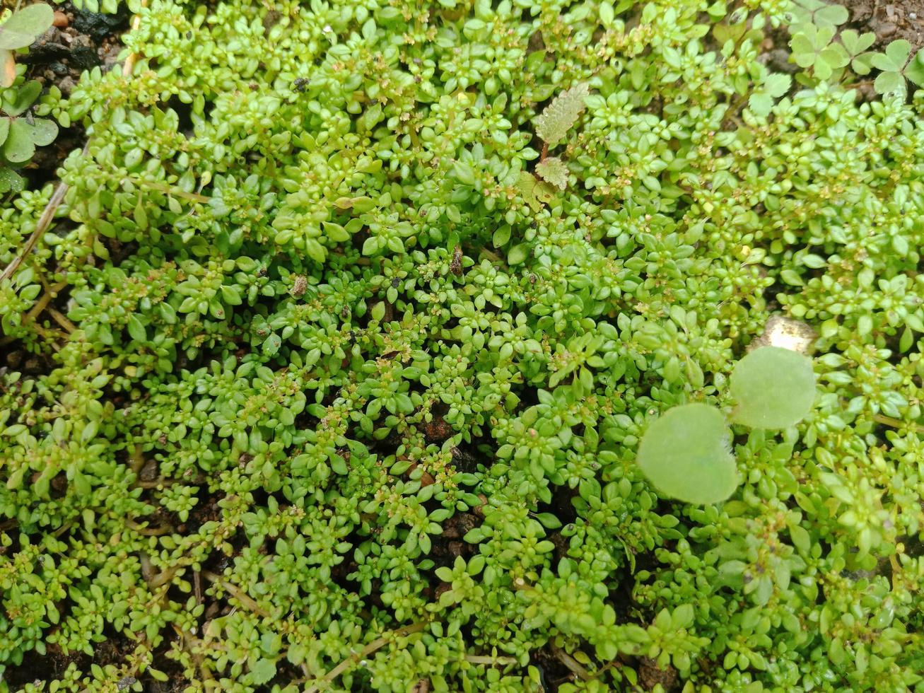 Top view texture of grass photo