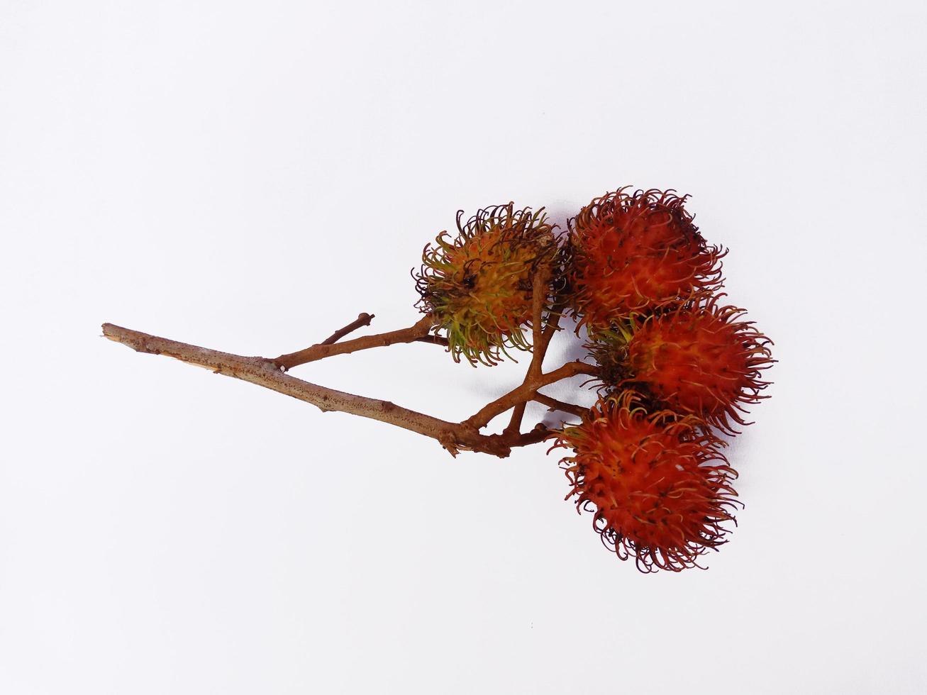 Top view rambutans isolated on white background photo