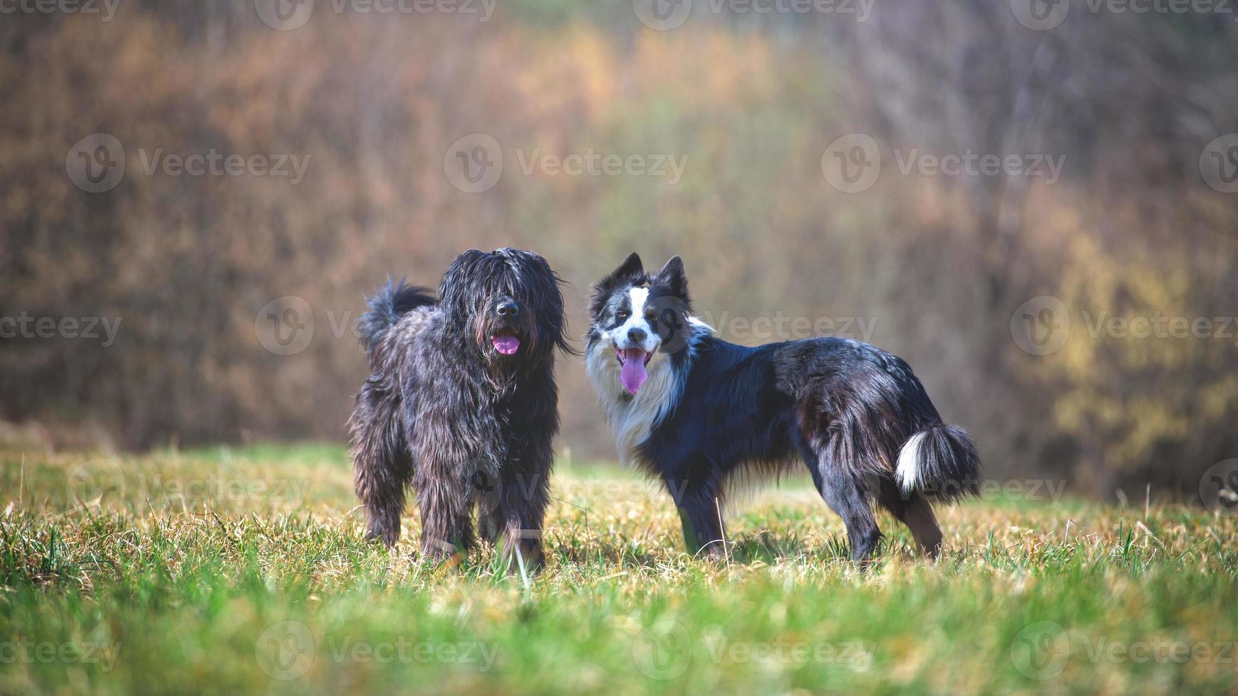 un pastor de bérgamo con un border collie foto