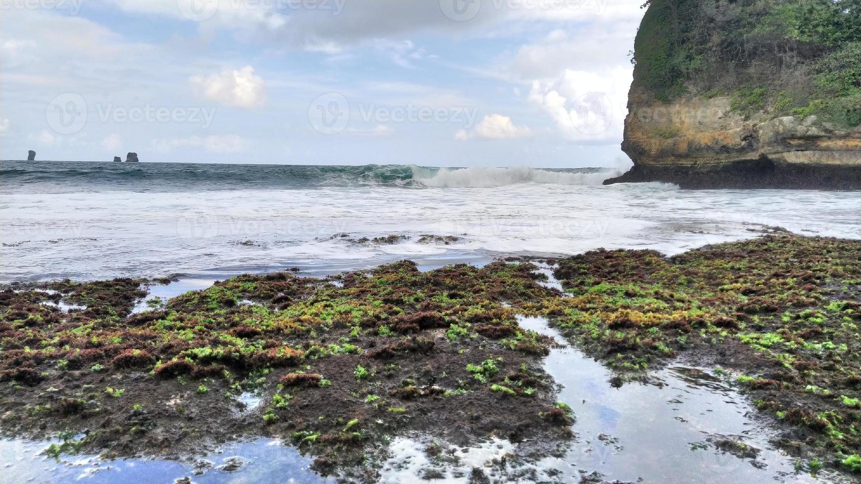 grass and corals on the beach in day photo