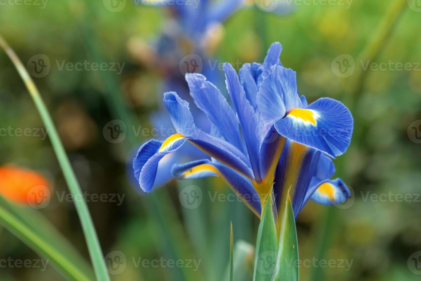 reticulated iris.Iris reticulata dark blue spring flower in a garden photo
