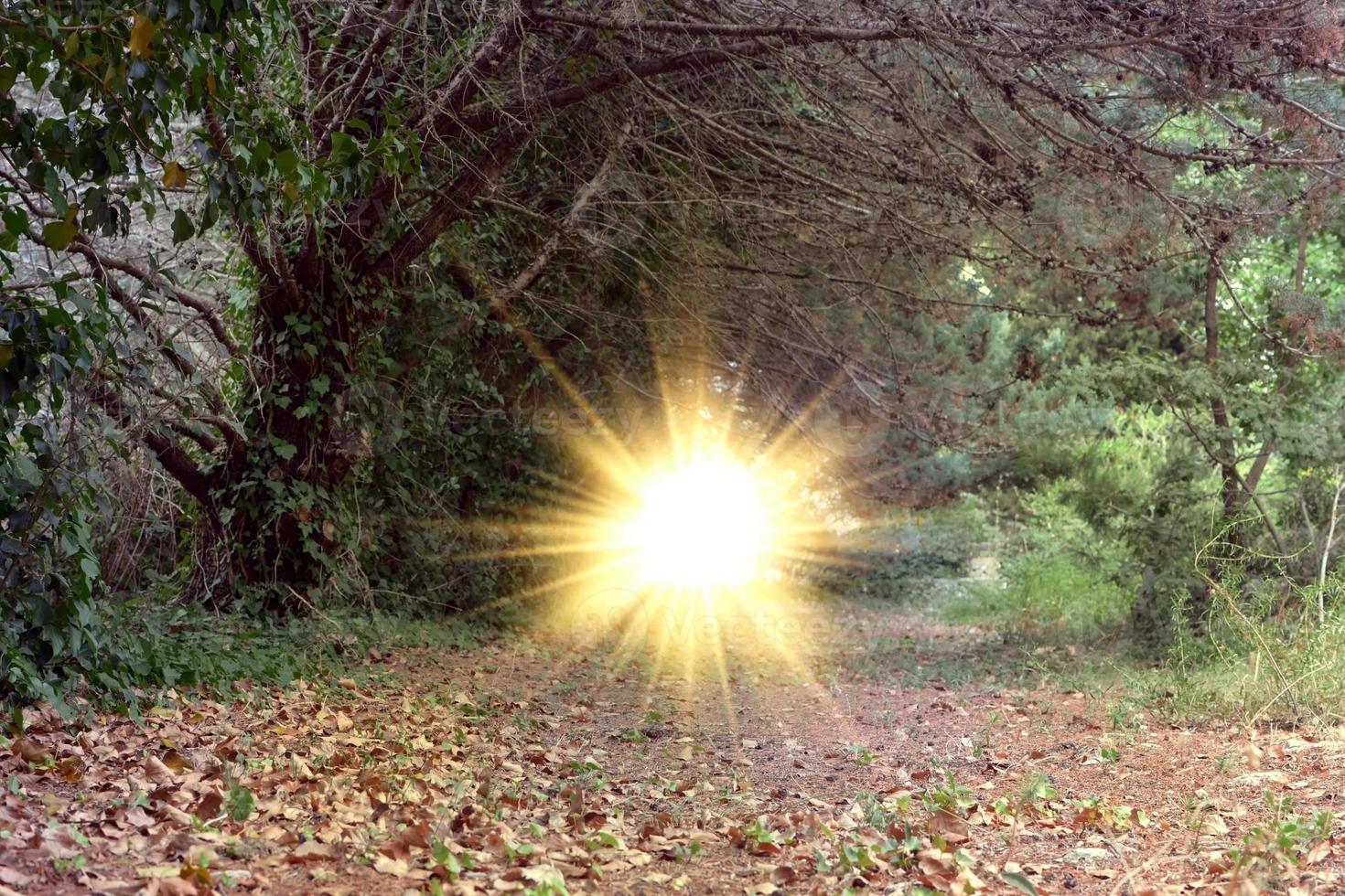 temperate and mixed forest photo