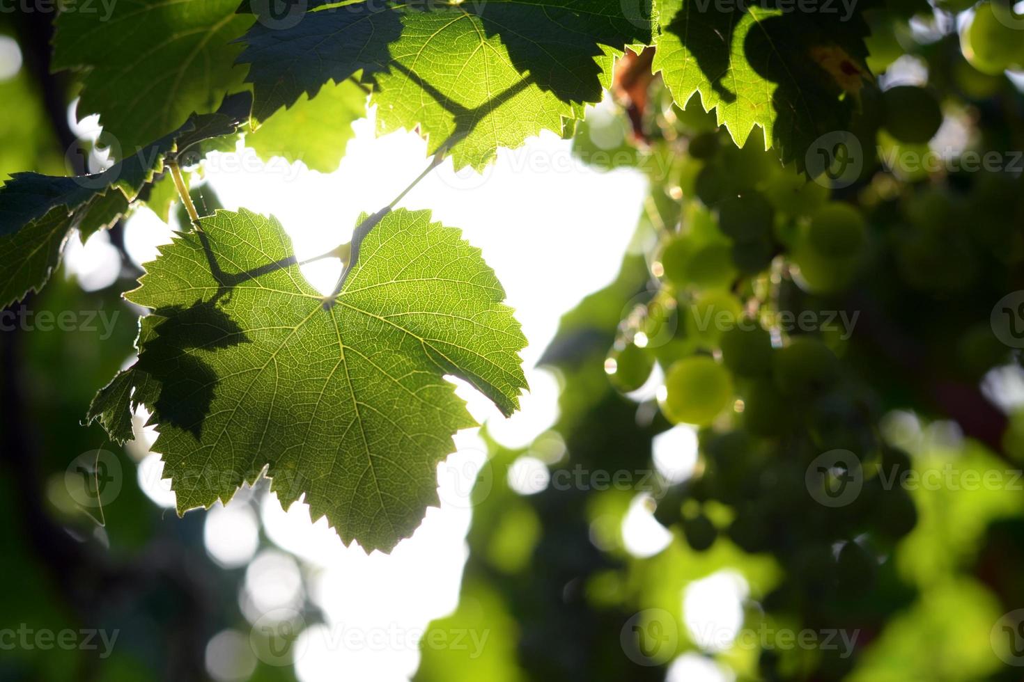 hoja de uva con luz de fondo foto