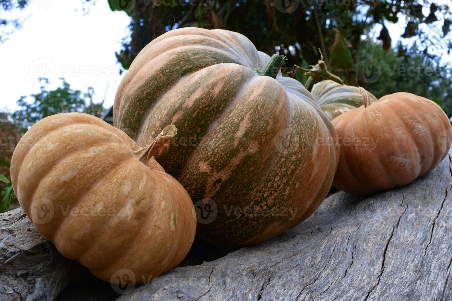 Collection of different pumpkins for autumn vegetable market.Collection of different pumpkins, halloween theme. photo