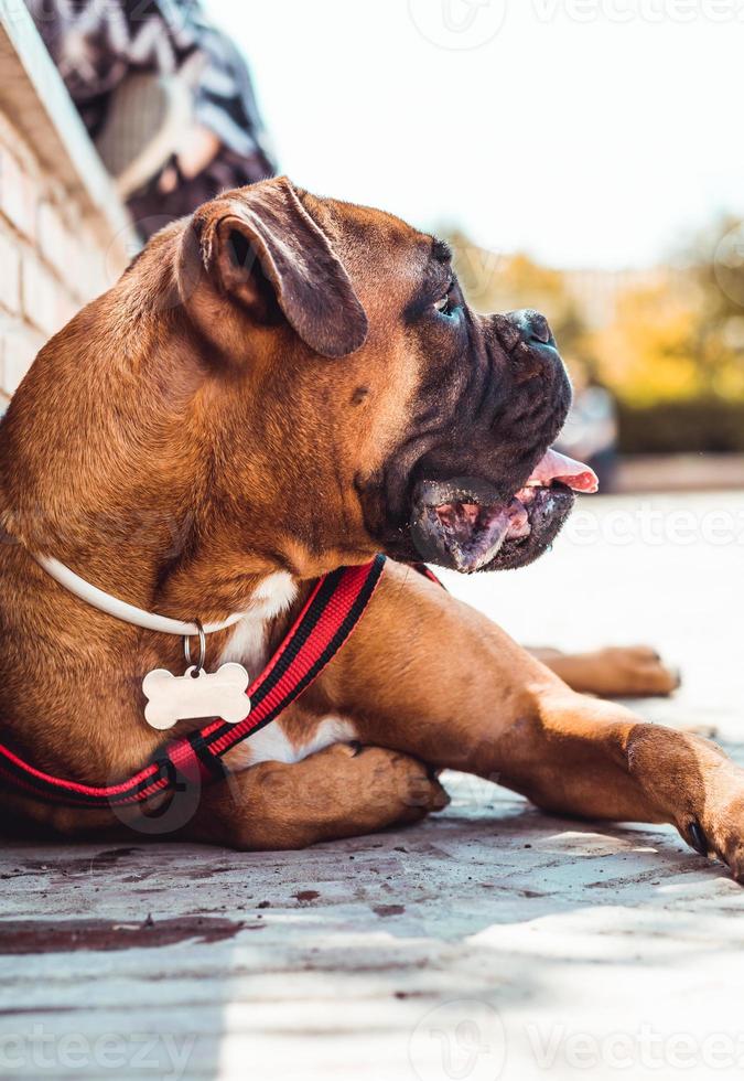 Perro boxer acostado con collar antipulgas y placa de identificación limpia para texto foto