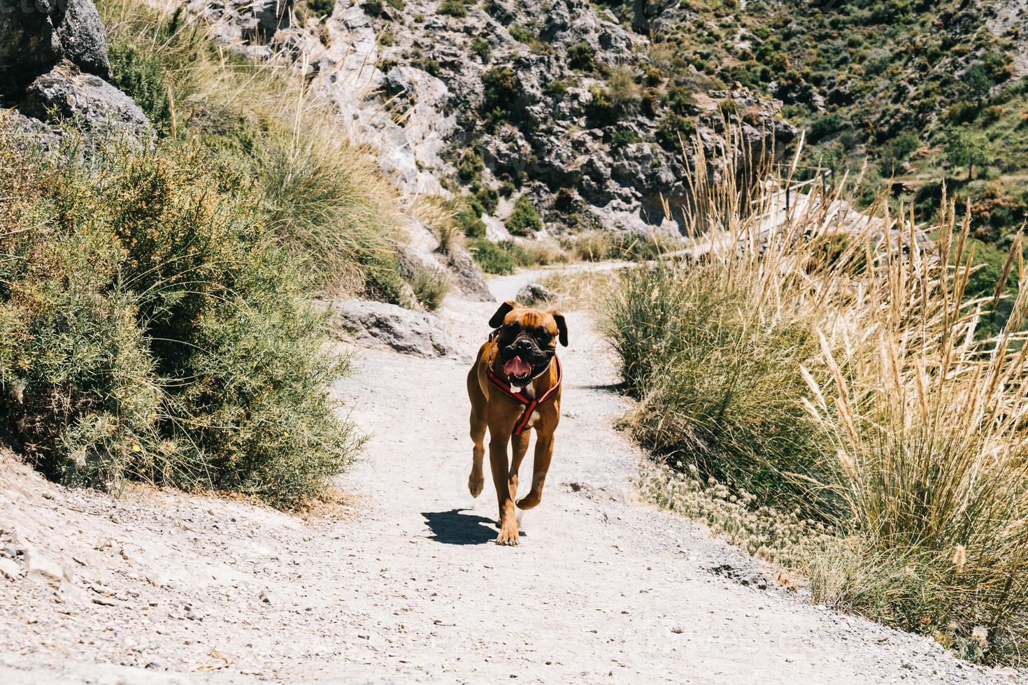 perro boxer caminando en la montaña. cahorros, granada, españa foto