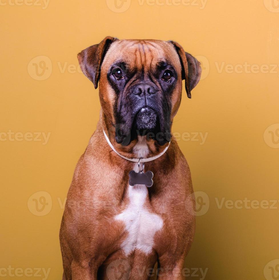 Retrato de lindo perro boxer sobre fondos coloridos, naranja foto