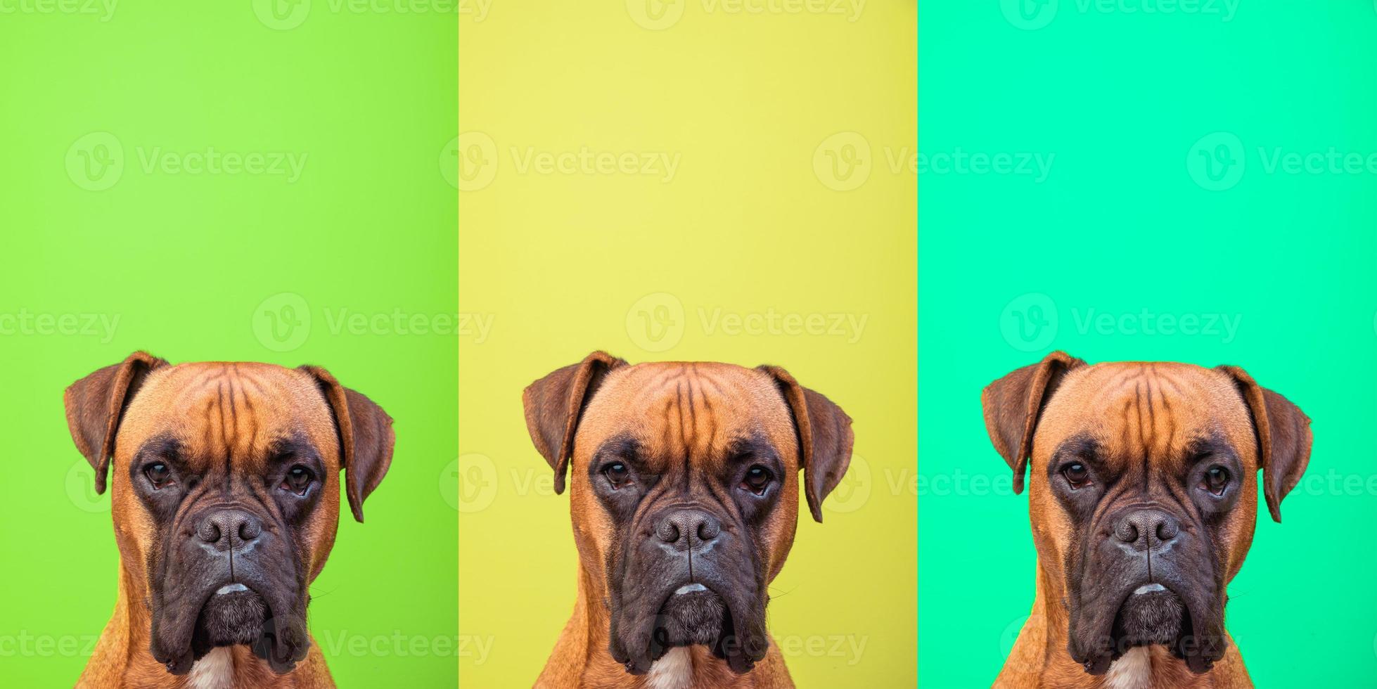 Portrait collage of boxer dog face on colors background, copy space photo