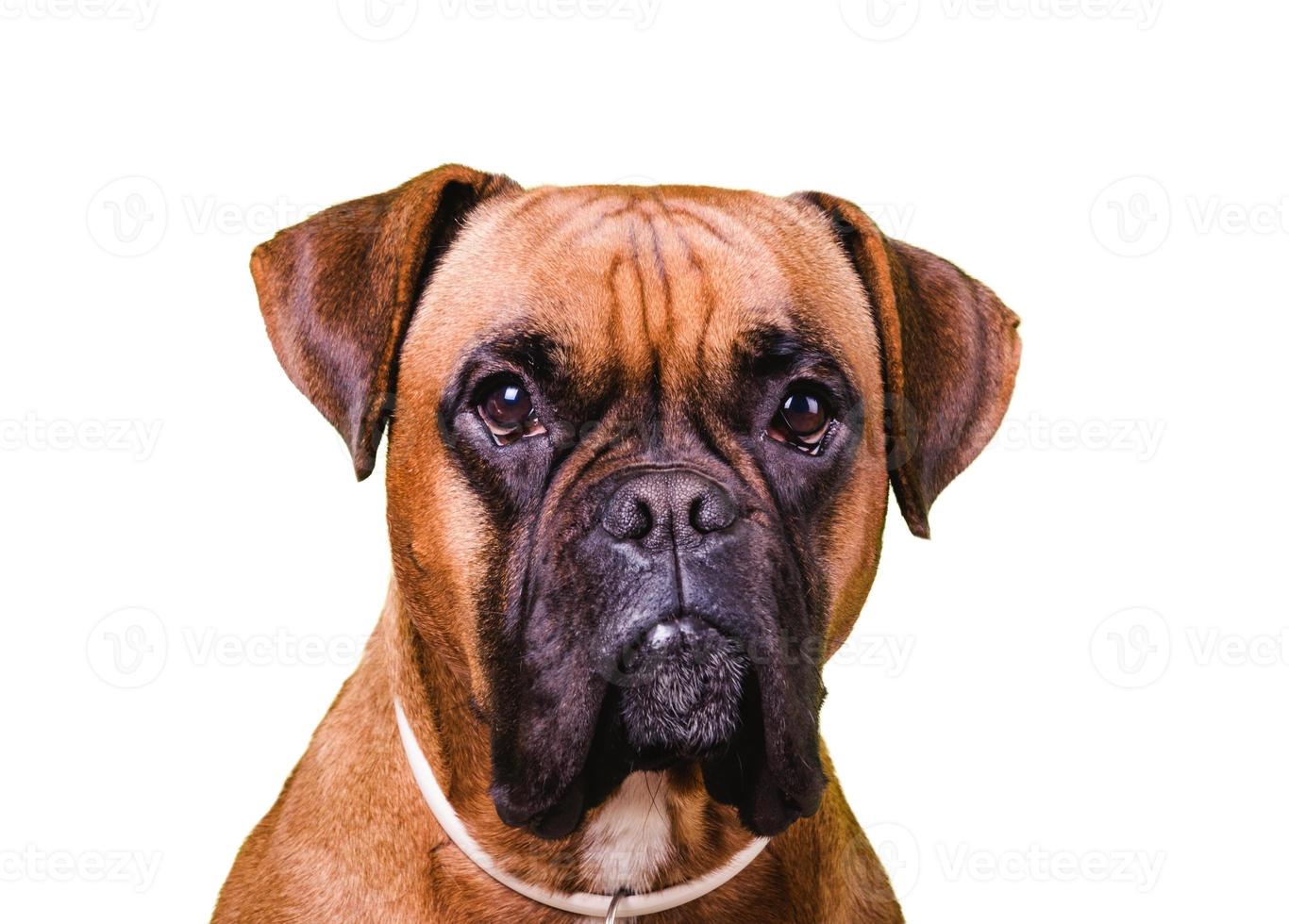 Retrato de lindo perro boxer sobre fondos blancos, aislado foto