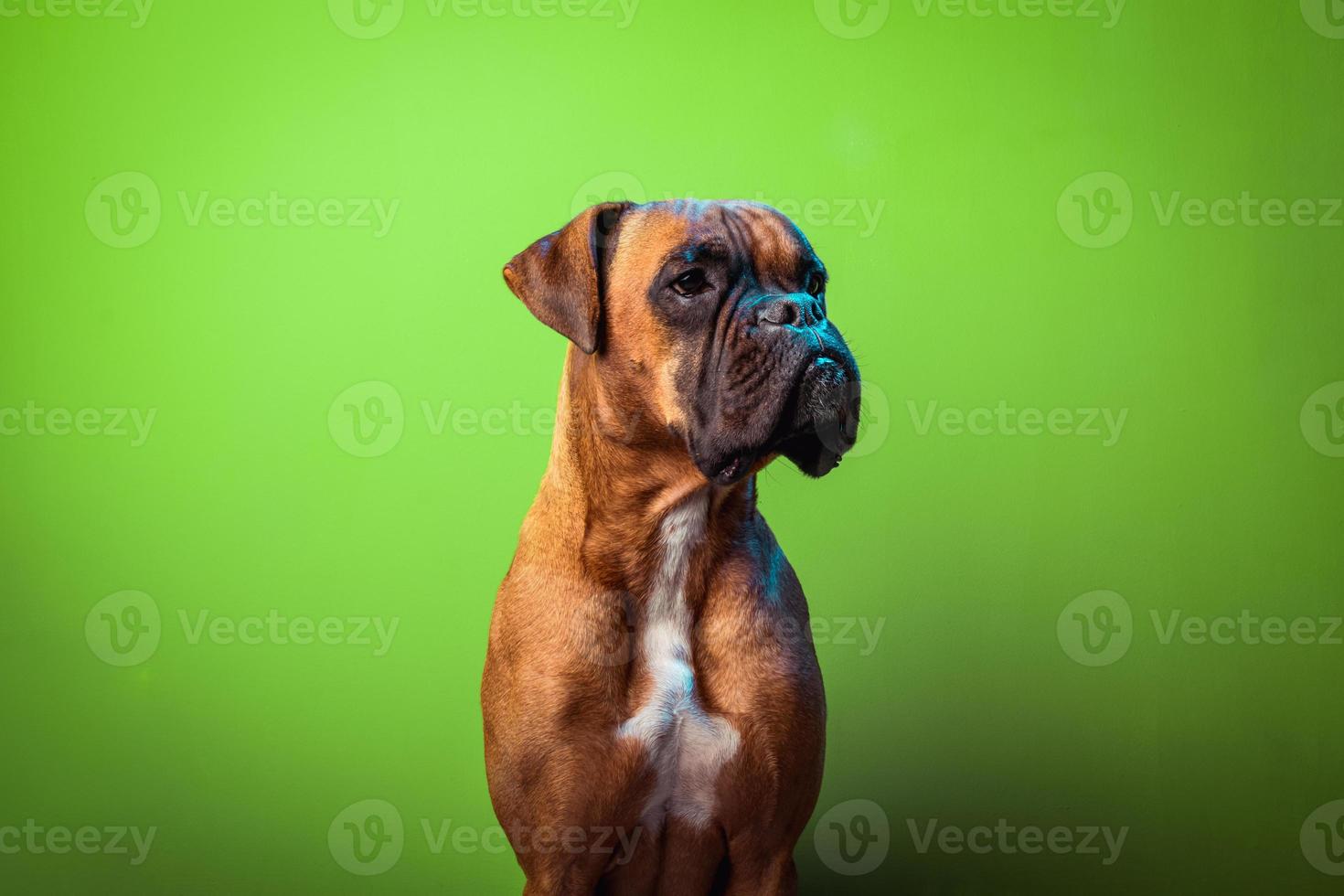 Portrait of cute boxer dog on colorful backgrounds, green photo