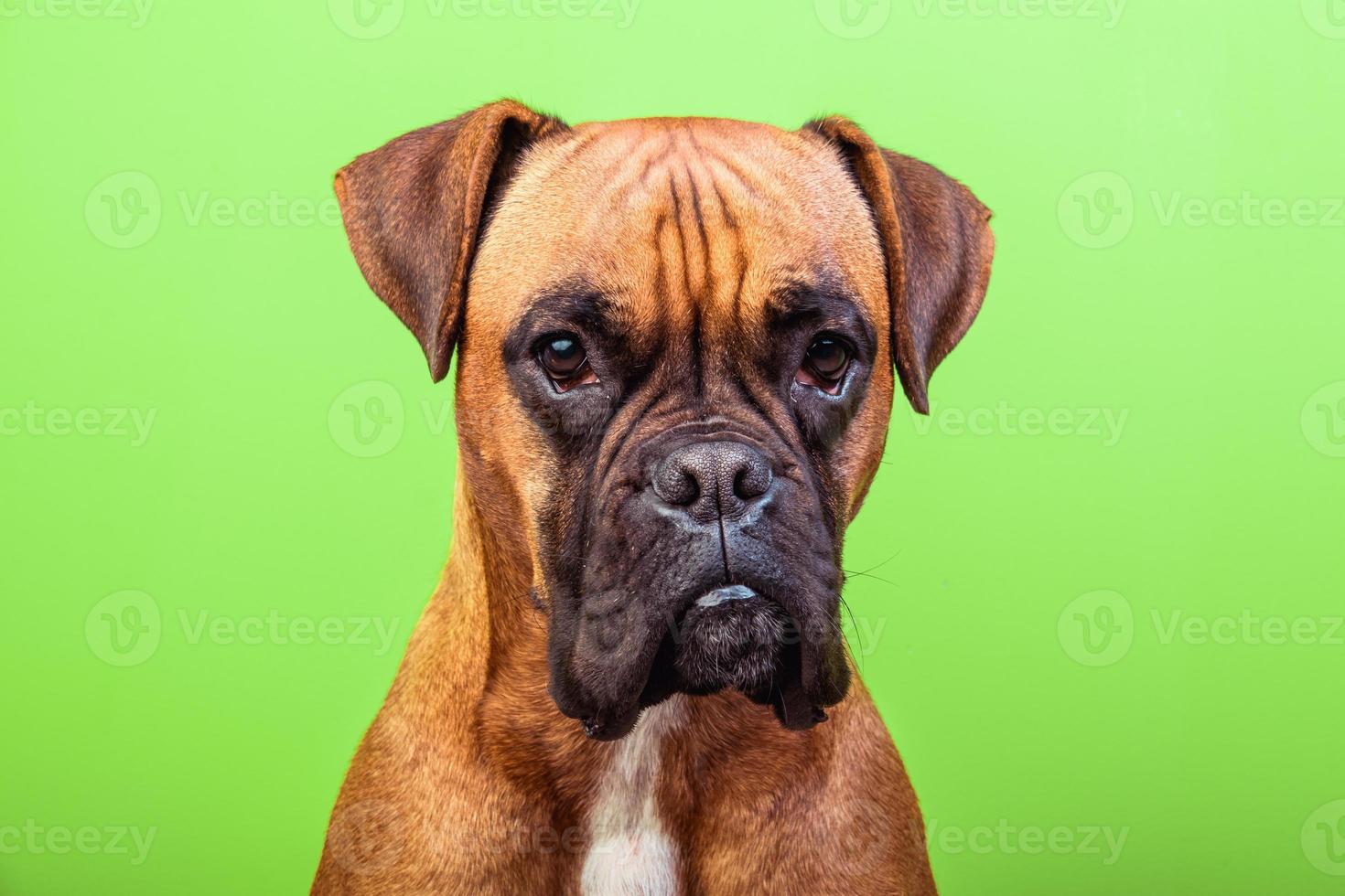 Portrait of cute boxer dog on colorful backgrounds, orange photo