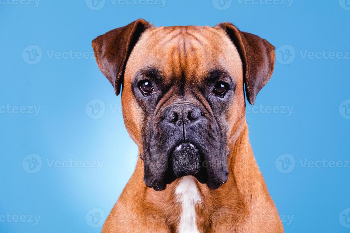 Boxer dog in the photo studio on blue background 4193581 Stock Photo at