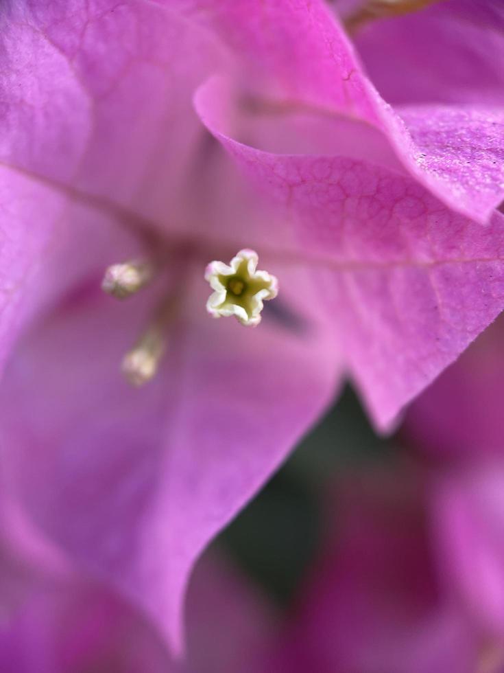 poder de la flor foto