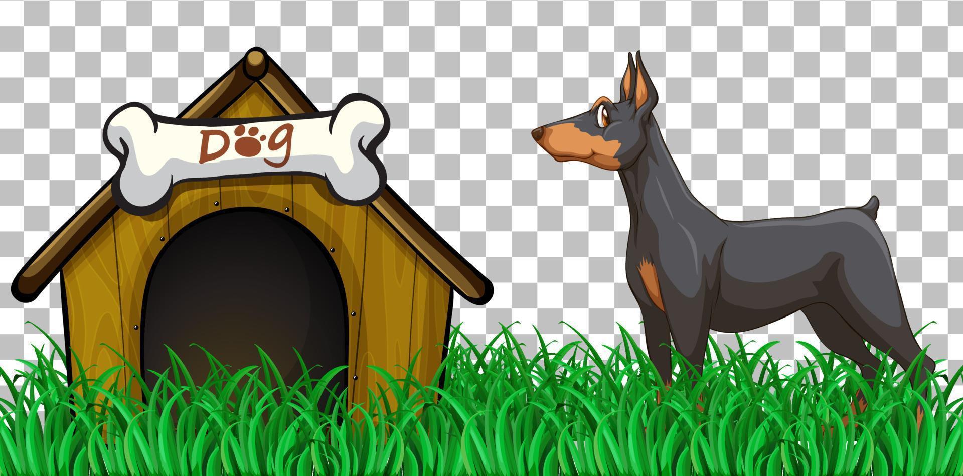 Doberman Pinscher dog with dog house on grid background vector