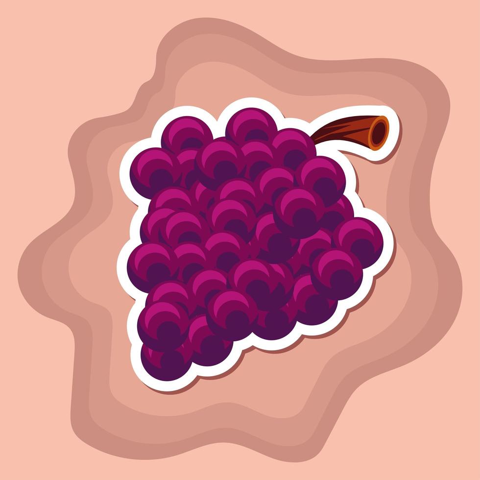 bunch of grapes vector