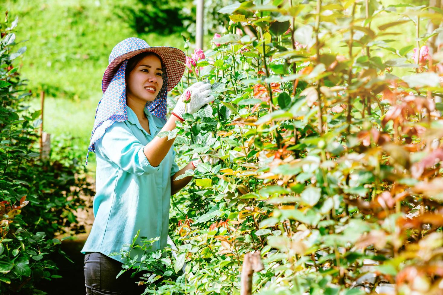 las mujeres asiáticas agricultoras el jardín de rosas. jardinero trabajador está cuidando las rosas. agricultura foto