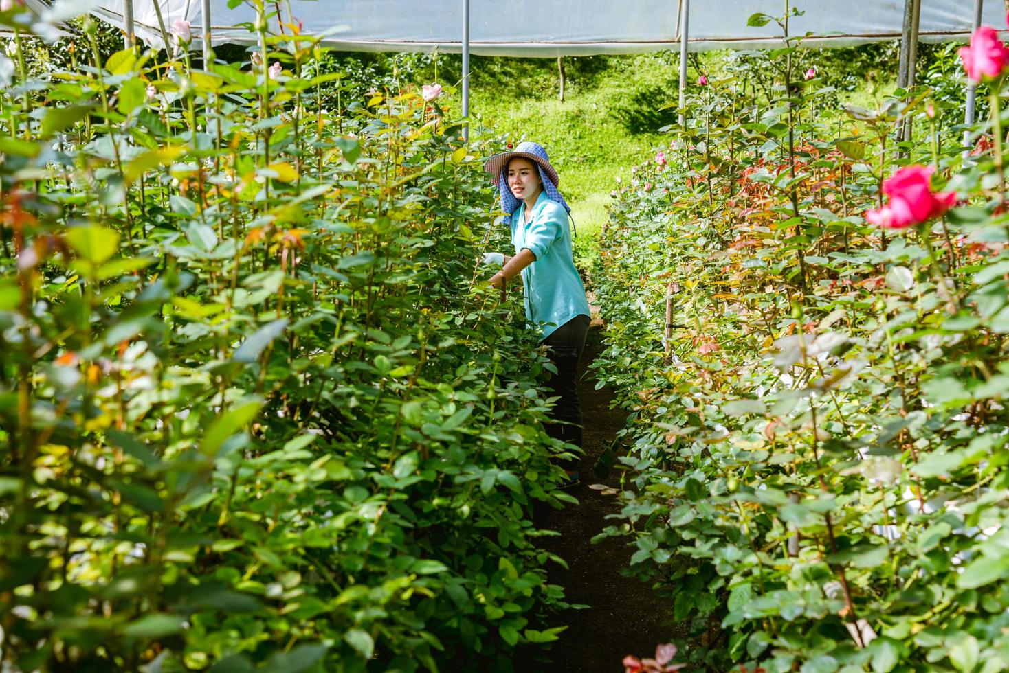 las mujeres asiáticas agricultoras el jardín de rosas. jardinero trabajador está cuidando las rosas. agricultura foto
