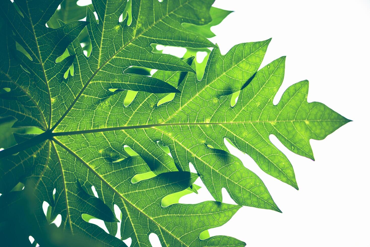 Natural background papaya leaf 4204900 Stock Photo at Vecteezy