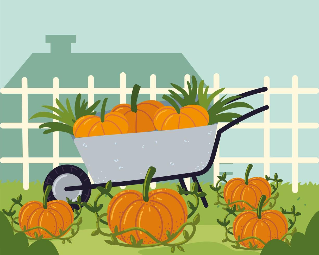 wheelbarrow with pumpkins vector