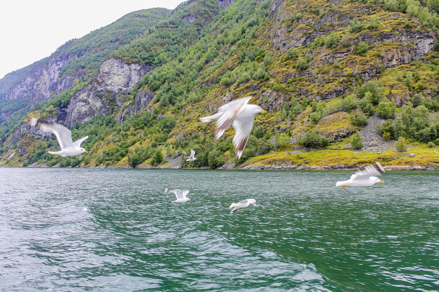 Las gaviotas vuelan a través del hermoso paisaje de los fiordos de montaña en Noruega. foto