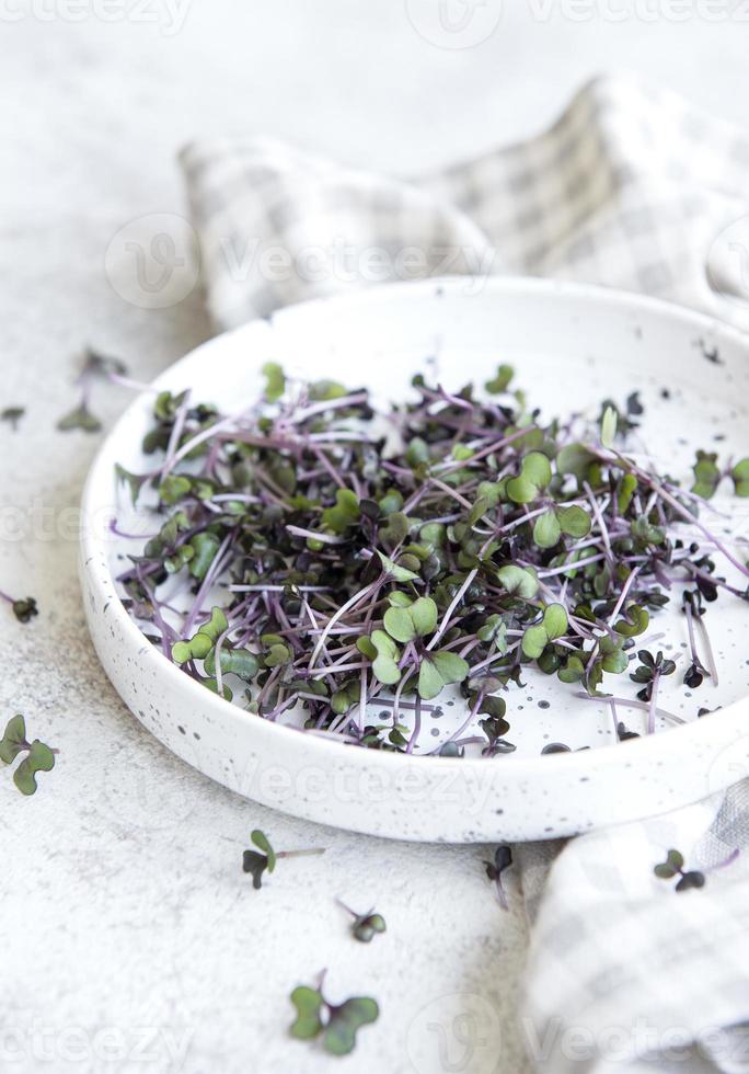 Micro greens. Sprouted Radish Seeds. photo