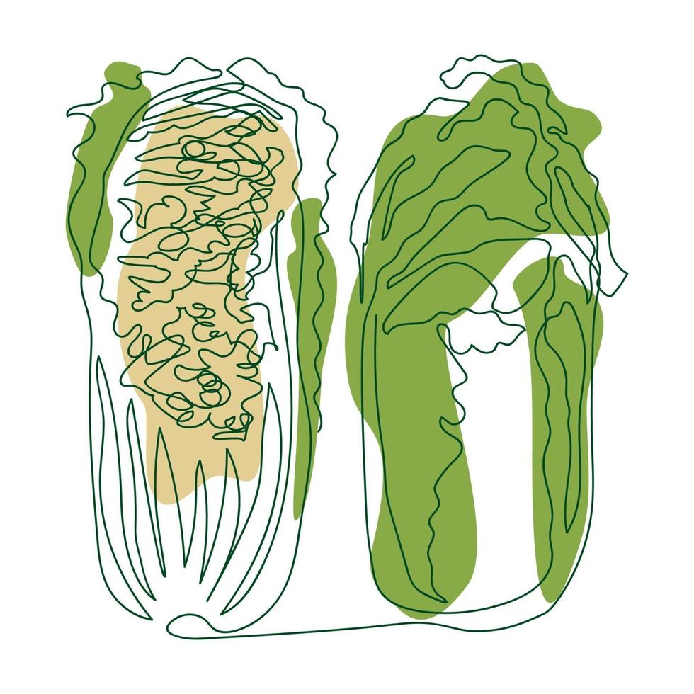 Chinese cabbage whole and cut in half drawn in one solid line by hand on a background of green and beige abstract spots on a white background vector