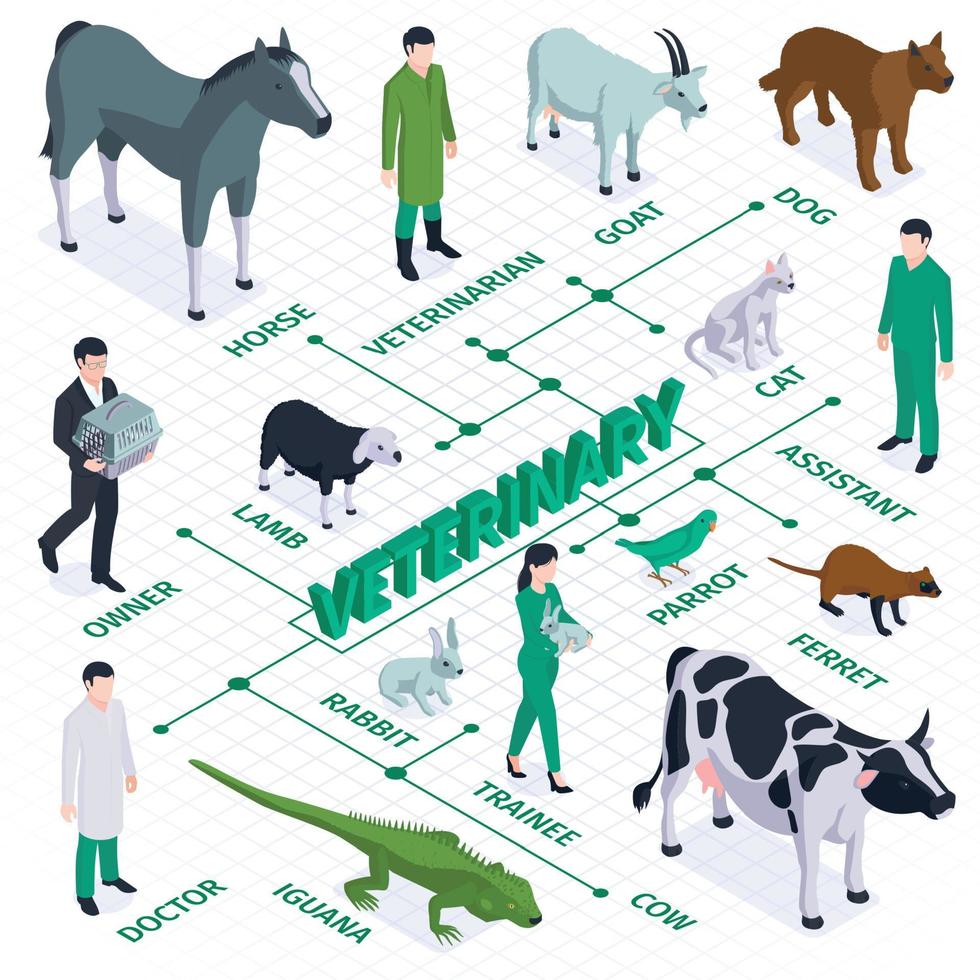 Veterinary Isometric Flowchart Composition vector