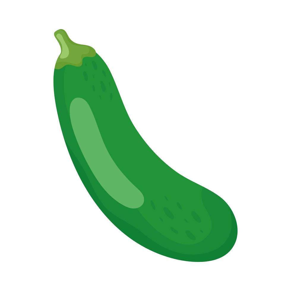 Isolated cucumber vegetable vector