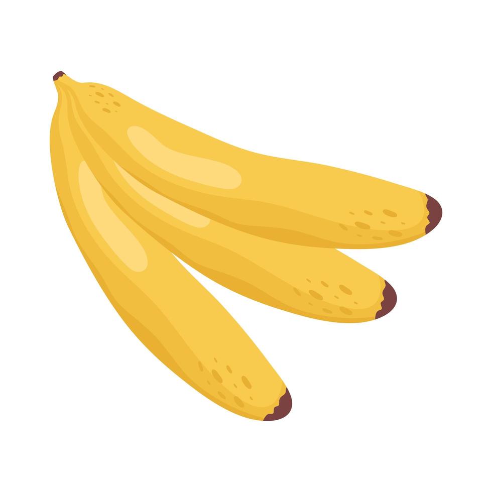 Isolated bananas fruit vector