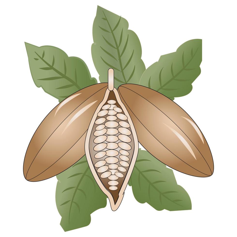 Cocoa Vector Illustration