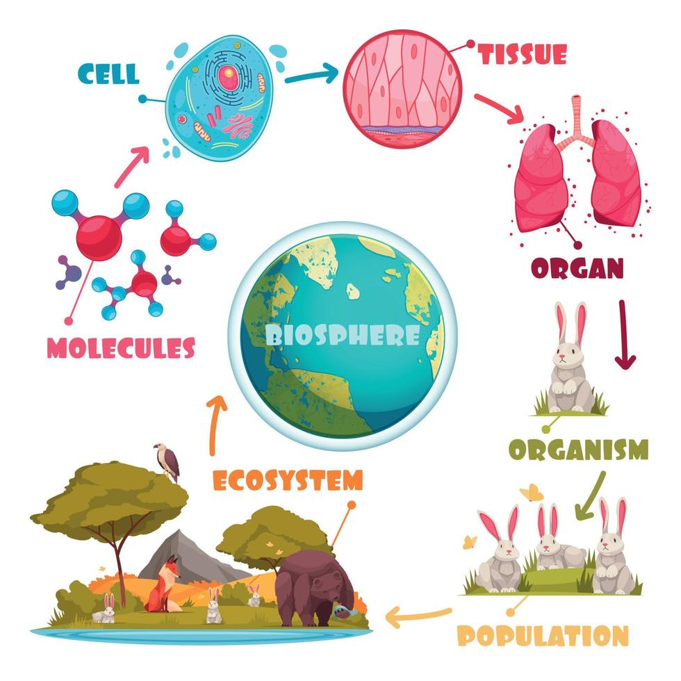 Biological Hierarchy Cartoon Set vector