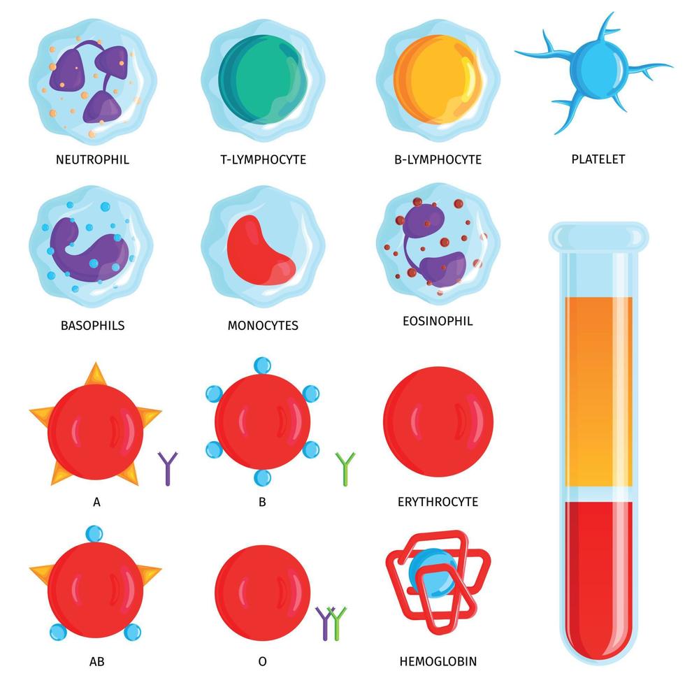 conjunto de células sanguíneas vector