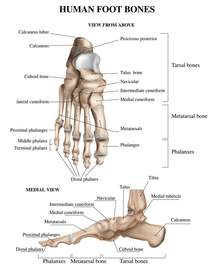 composición de la anatomía de los huesos del pie vector