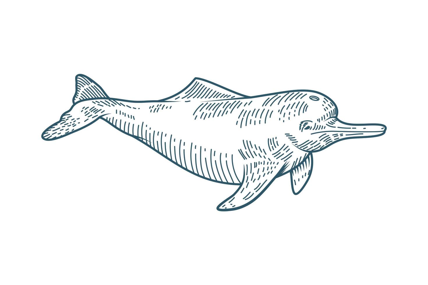 dolphin realistic character drawn style icon vector