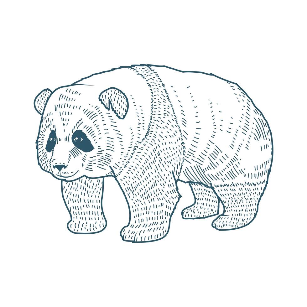 bear panda realistic character drawn style icon vector