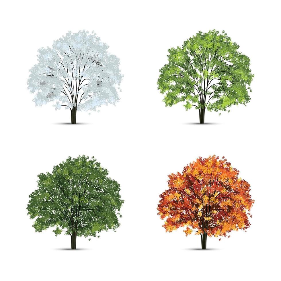 conjunto de temporadas de hojas de árbol vector