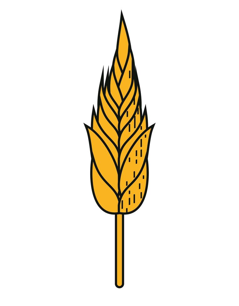 barley ear spike vector